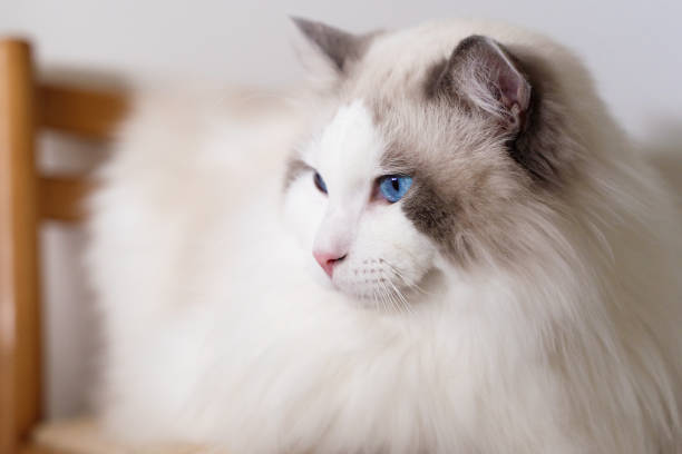 istock Portrait of Ragdoll cat 1458918946