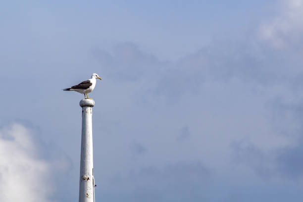 Low angle view of seagull perching on pole against sky