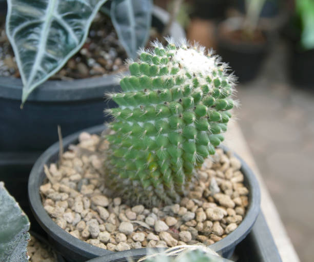 istock dwarf cactus in black plastic pots in a farm 1458920103