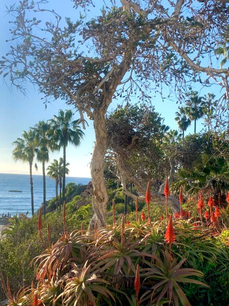 istock Beautiful coastal plants 1458921674