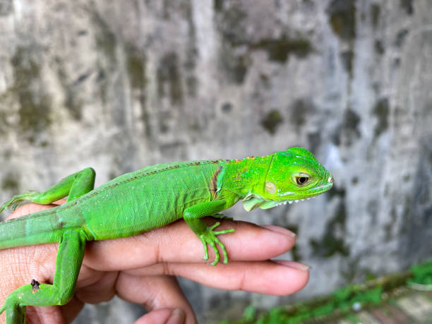 istock baby green iguana crawling or perch on someone's hand with old wall background 1458922127