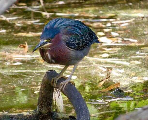 istock IMAGE OF GREEN HERON - PERCHED ON A TREE BRANCH WHILE HUNTING ABOVE THE RIVER'S SURFACE 1458926876