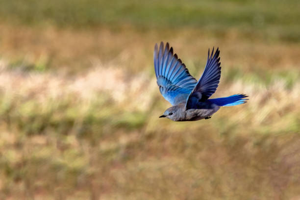 mountain bluebird in flight, Delta, BC, Canada