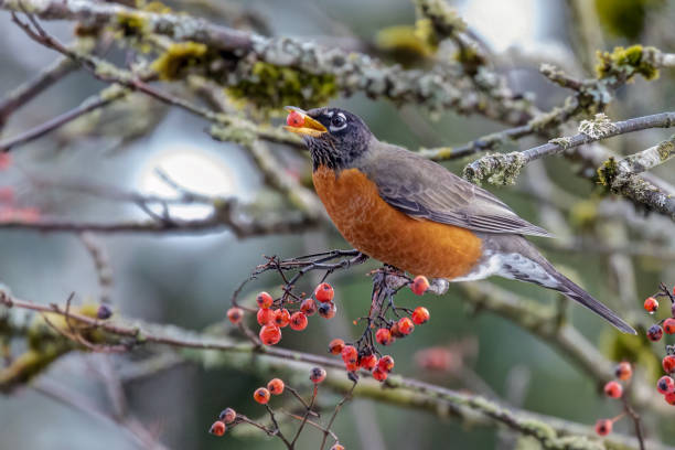 istock American Robin eating berries in a park 1458928095