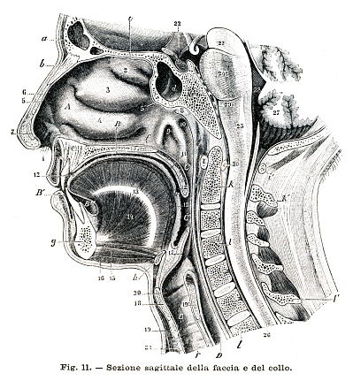 Sagittal section of the face and neck - Anatomy engraving 1899