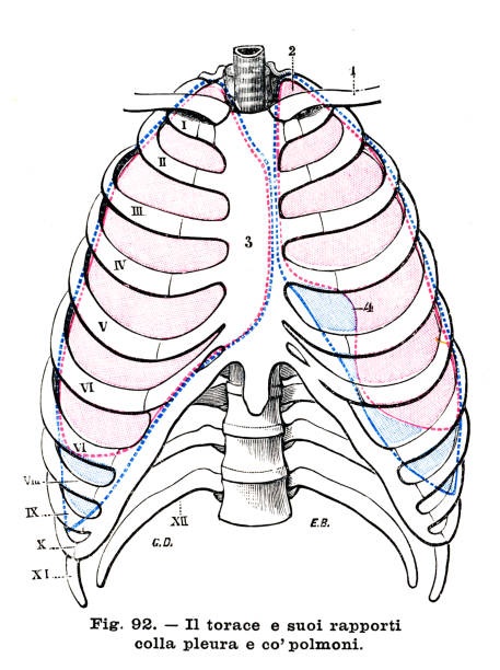 illustrazioni stock, clip art, cartoni animati e icone di tendenza di cavità toracica - incisione anatomica 1899 - thoracic cavity