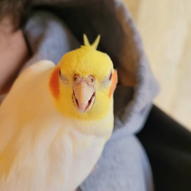 istock Cockatiel Beak up close bird beak yellow 1458934420
