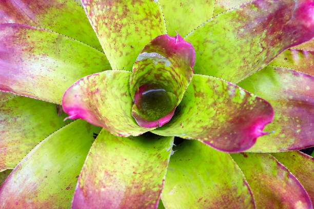 closeup of green and red Neoregelia plant