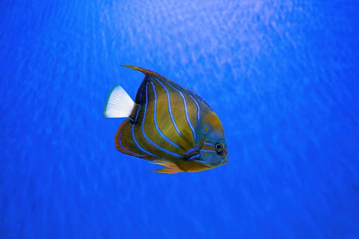 Beautiful fish Bluering angelfish, Pomacanthus Annularis in blue aquarium water. Tropical fish on the background of aquatic coral reef in oceanarium pool. Sea, ocean, marine underwater life