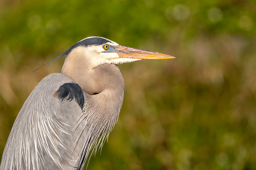 An up close head shot of a great blue heron