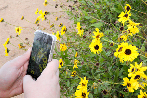 Person taking a picture of Wildflowers with a mobile device
