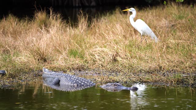 American Alligator in Florida Everglades