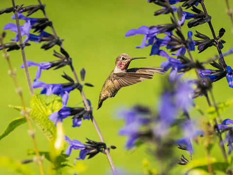 Hummingbird hovering pollinating flowers.