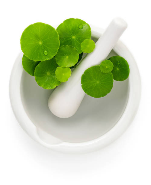 istock Close up centella asiatica leaves with white mortar isolated on white background top view. 1458944587