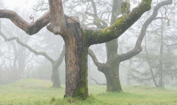 istock Foggy Summit Park Victoria BC 1458945206