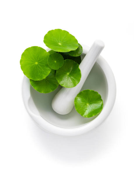 Close up centella asiatica leaves with white mortar isolated on white background top view.