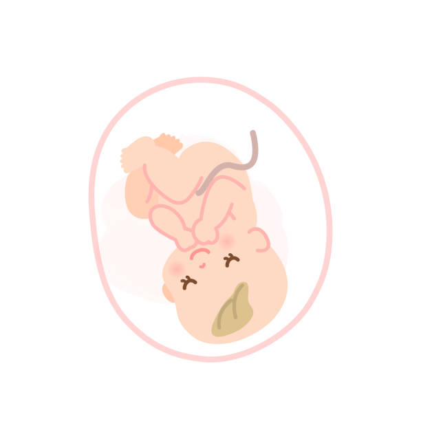 ilustrações de stock, clip art, desenhos animados e ícones de image illustration of a baby sleeping in the womb - placenta baby childbirth newborn