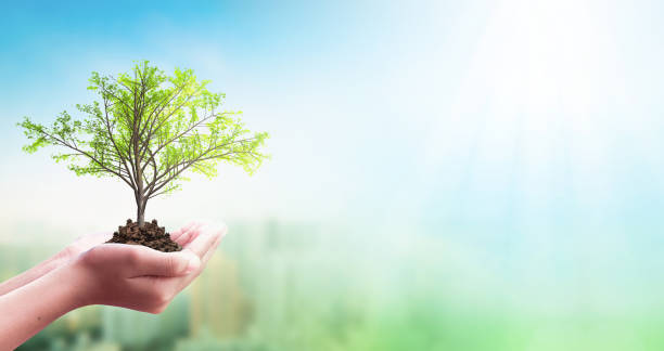 istock ESG concept: human hand holding large growing plant against green forest background 1458948955