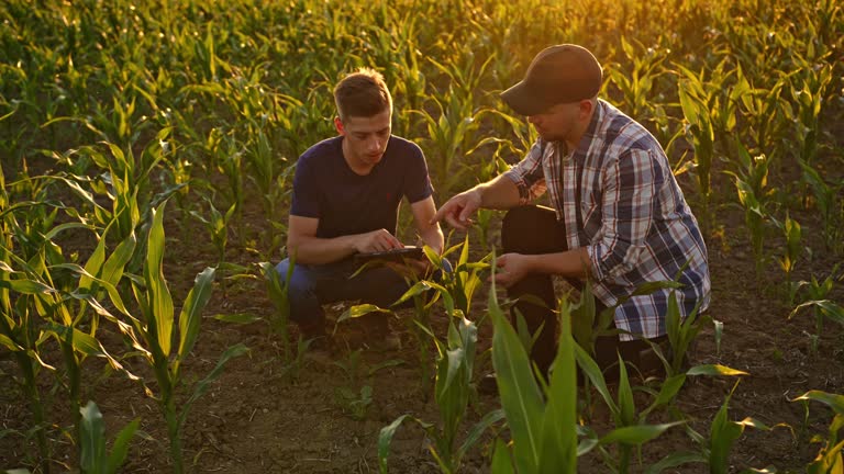 SLO MO Two brother farmers using a digital tablet in the field of corn