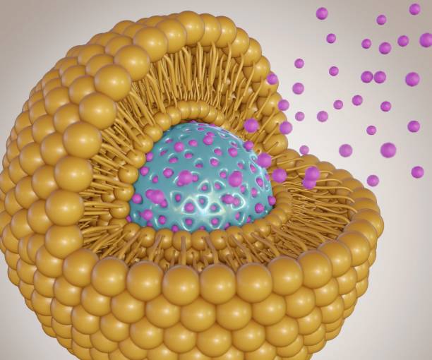 istock Lipid bilayer coats mesoporous silica nanoparticle 1458949726