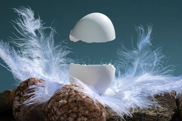 Cracked white natural Easter egg in white feathers on a blue background with stones. Creative Easter concept Cracked white natural Easter egg in white feathers on a blue background with stones, copy space. Levitation of half of a cracked eggshell. Creative Easter concept soft nest stock pictures, royalty-free photos & images