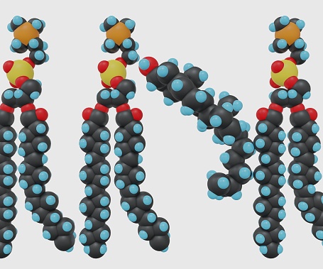 Isolated cholesterol molecule between phospholipid molecules membrane 3d rendering