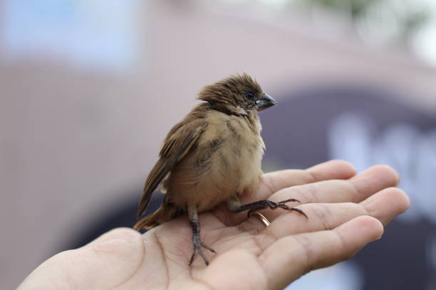 istock A little bird on the hand 1458957139