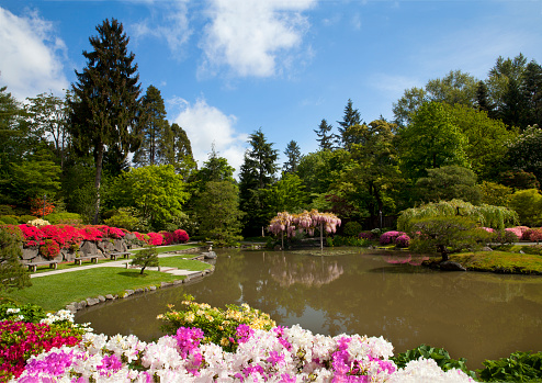 Beautiful, lush garden scene at Seattle Japanese Gardens in springtime