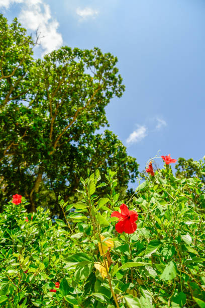 istock Beautiful hibiscus blooming in Okinawa 1458958753
