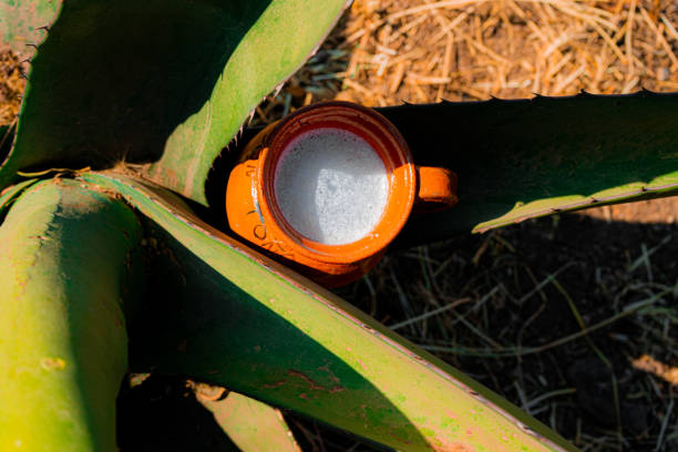 Jarrito with pulque on a Maguey in Teotihuacan Mexico stock photo