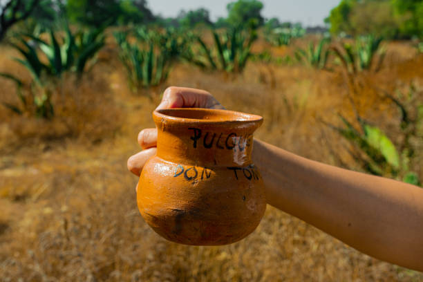 person holding a jug with pulque among the magueys in Mexico stock photo
