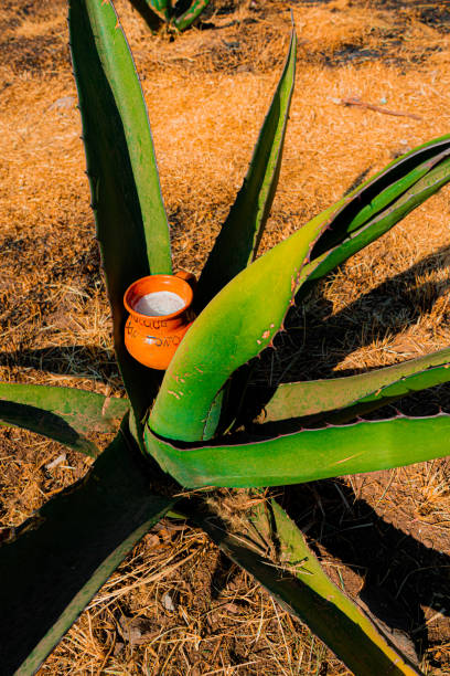 Jarrito with pulque on a Maguey in Teotihuacan stock photo