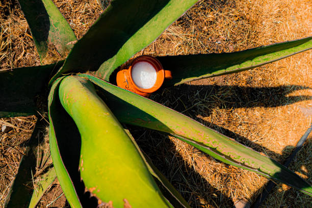 Open shot of Jarrito with pulque on a Maguey in Teotihuacan Mexico stock photo