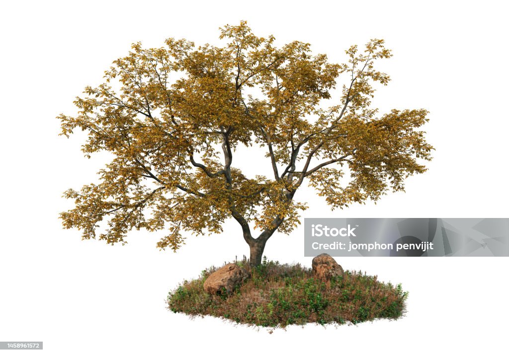 Tree Render Color 3d Render Tree On A White Background Stock Photo - Download Image Now ...