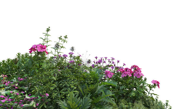 istock 3d render Shrubs and flower on a white background 1458962212
