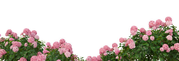 istock 3d render Shrubs and flower on a white background 1458962281
