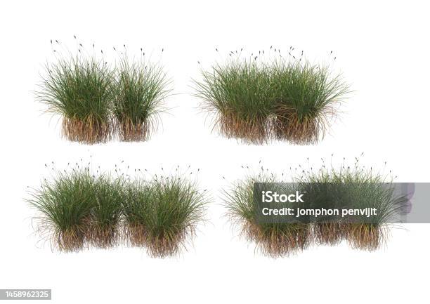3d Model Rumput 3d Membuat Rumput Mekar Dengan Latar Belakang Putih Foto Stok - Unduh ...