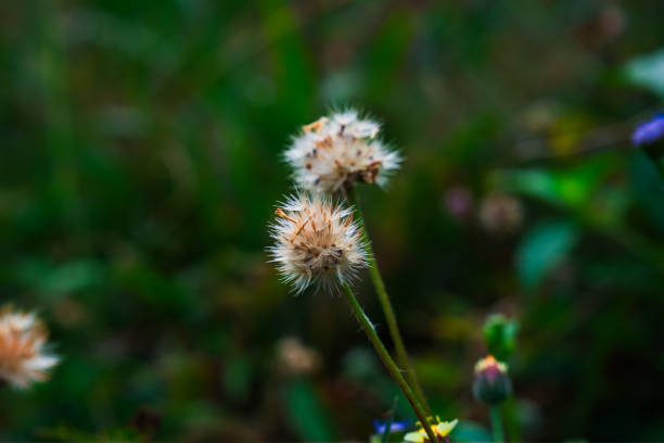 The wild flowers blooming naturally.