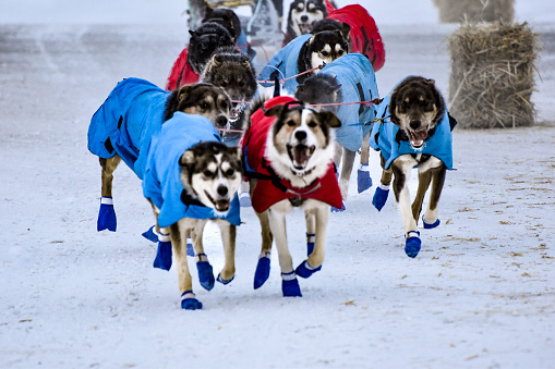 These dogs are wearing shoes and jackets pulling a sled racing in Alaska.
