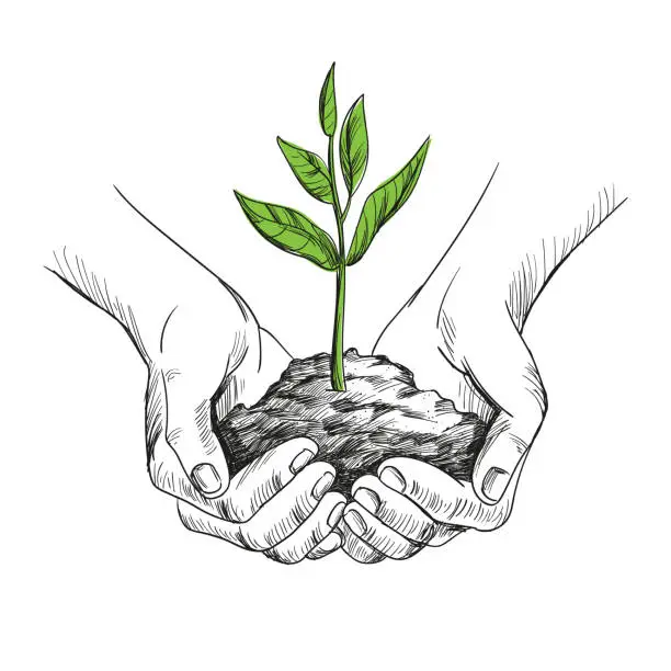 Vector illustration of Hand drawn illustration of young plant with ground in hands. Palms holding a sprout in sketch style.