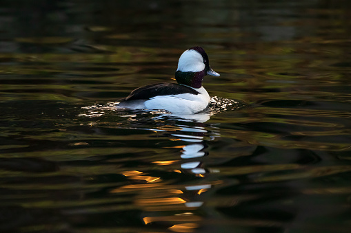 Bufflehead duck swimming quickly across the pond.