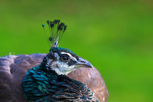 white peacock with open tail behind bars