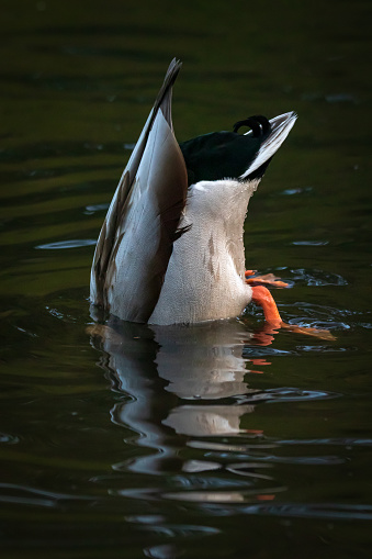 Mallard Duck searching for food underwater.