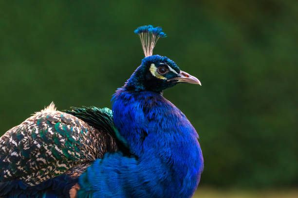 istock Beautiful Peacock In The Park 1458966872