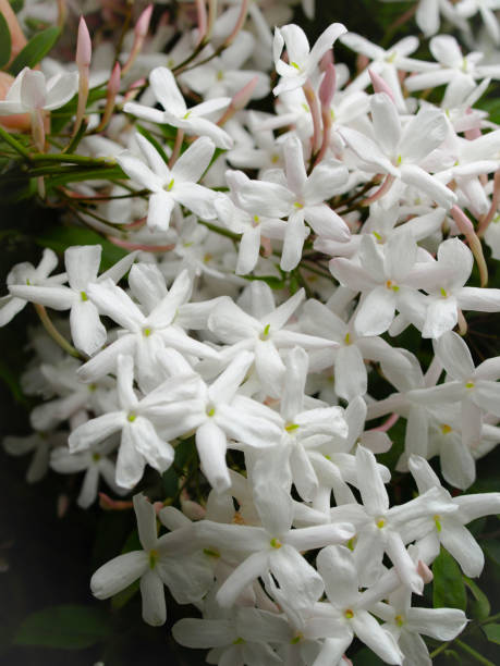 istock jasmine flowers in the garden. 1458967065