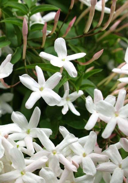 istock jasmine flowers in the garden. 1458967091