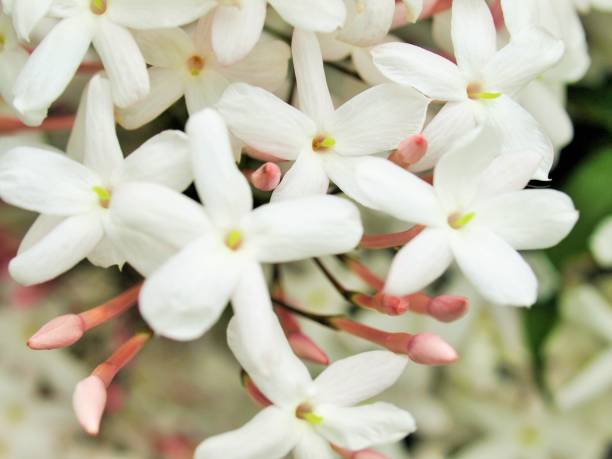 istock jasmine flowers in the garden. 1458967102