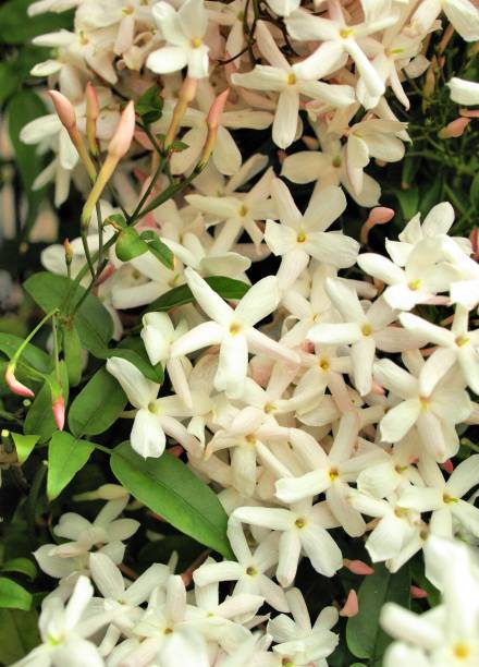 istock jasmine flowers in the garden. 1458967103