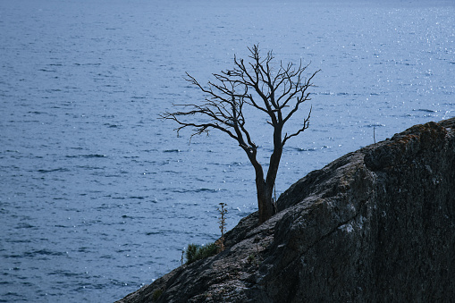 Lonely tree growing on rock on the sea background in spring. Novyi Svet, Crimea