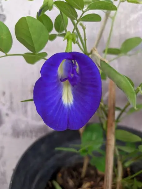Clitoria Ternatea contains an antioxidant called proanthocyanidin, which increases blood flow to the capillaries of the eyes, useful in treatment of glaucoma, blurred vision, retinal
